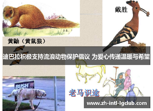 迪巴拉积极支持流浪动物保护倡议 为爱心传递温暖与希望